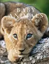 Baby Animals cover